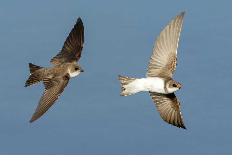 береговая ласточка, riparia riparia, птицы, фото птиц Береговая ласточка. (Riparia riparia)photo preview