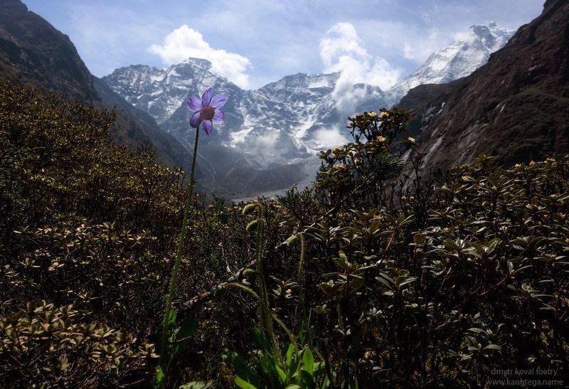 пейзажемагьё, пейзаж-как-виденье Космические маки Кангтэги …photo preview