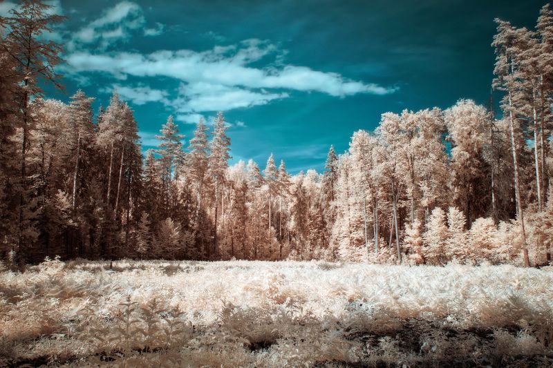 лес Лес в инфракрасном спектреphoto preview