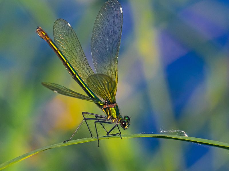 стрекоза , лето, макро, Красотка блестящая фото превью