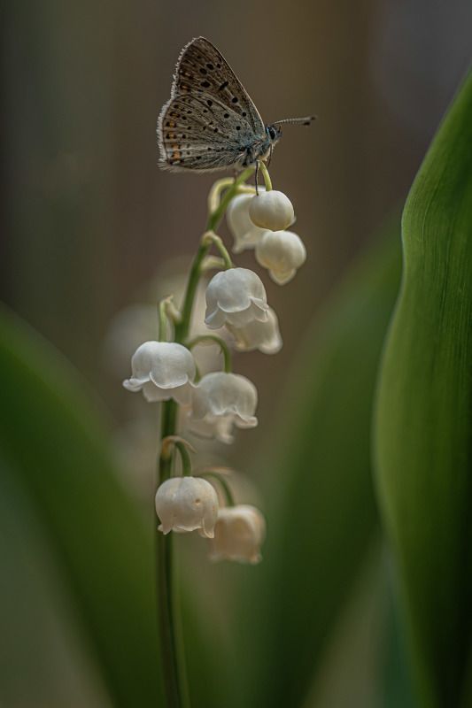 Бабочка на ландышеphoto preview