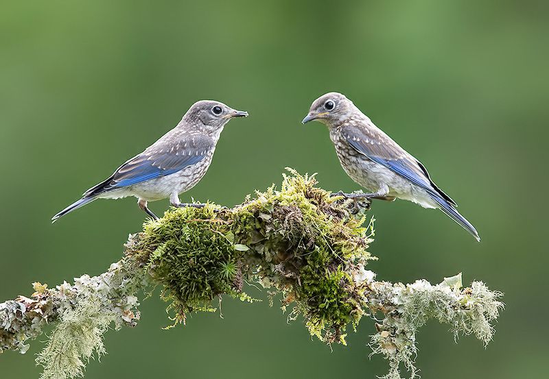 восточная сиалия, eastern bluebird, bluebird juvenile. Bluebird. Восточная сиалия.photo preview