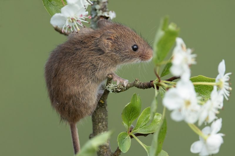harvest mouse, mouse, rodent, animals, nature, wildlife, canon Harvest Mousephoto preview