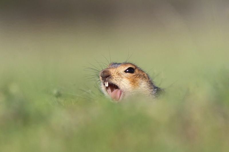 природа, животные, звери, суслик, анималистика На распевкеphoto preview