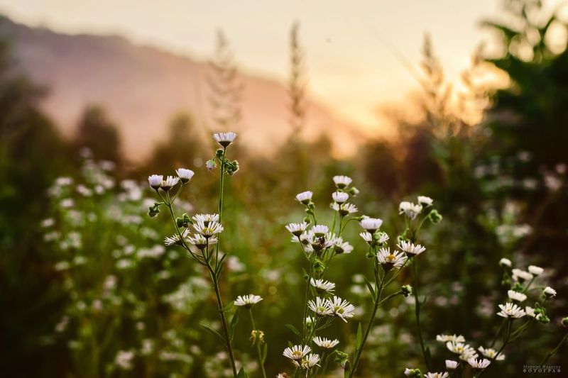 природа, закат, луговые цветы Тепло июньского закатаphoto preview