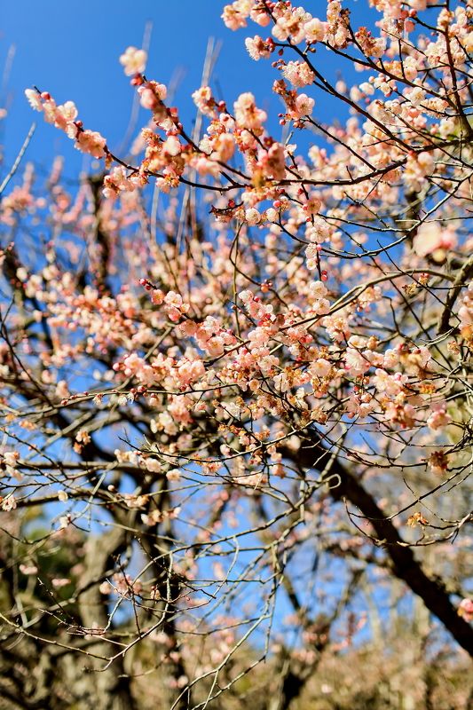 Spring Springphoto preview