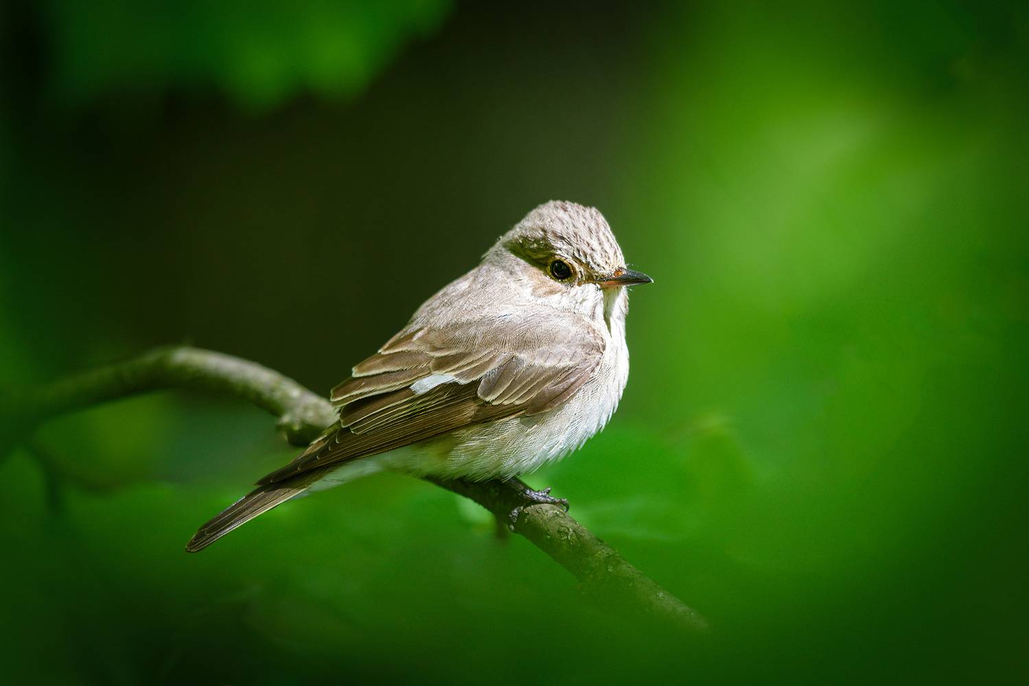 В тени раскидистой кроны. Автор: Александр Добыш мухоловка, Александр Добыш