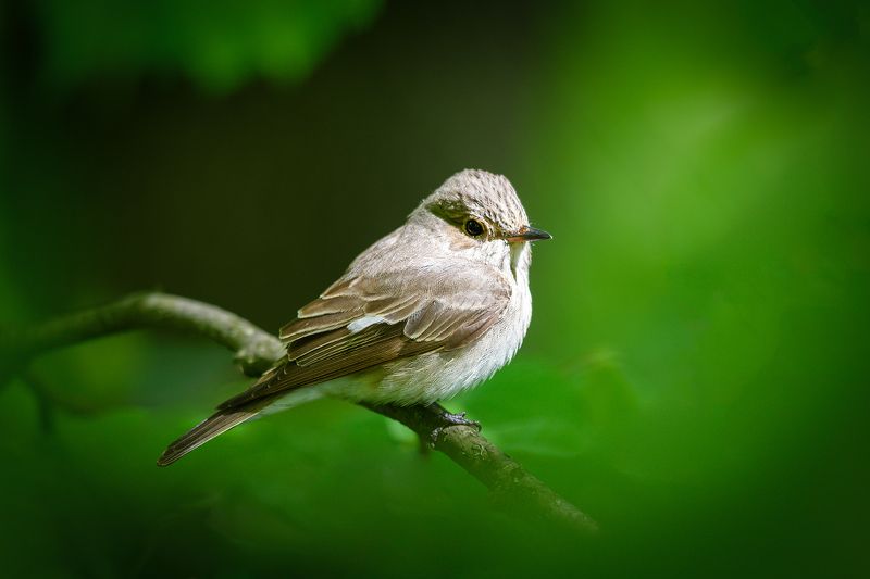 мухоловка В тени раскидистой кроныphoto preview