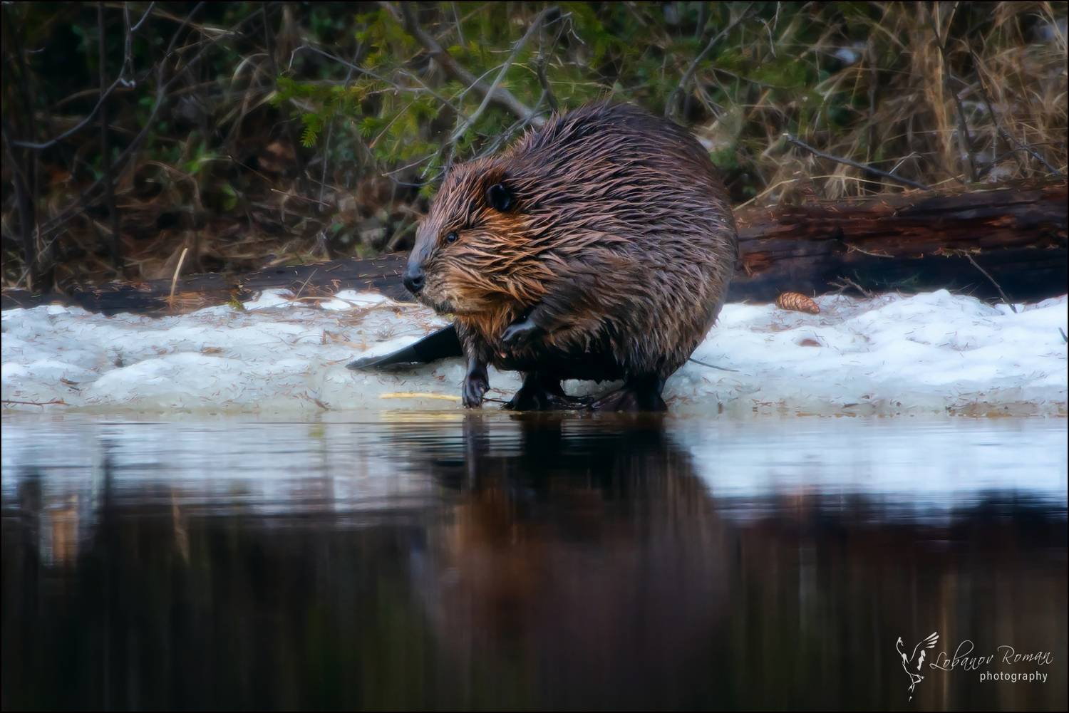 , Лобанов Роман