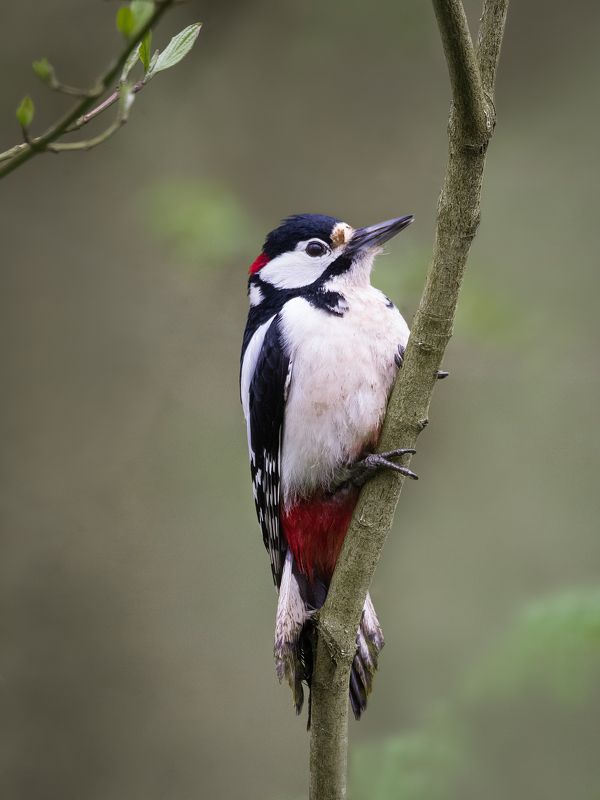 Wildlife, bird, birdphotography, woodpecker The Great Woodpeckerphoto preview