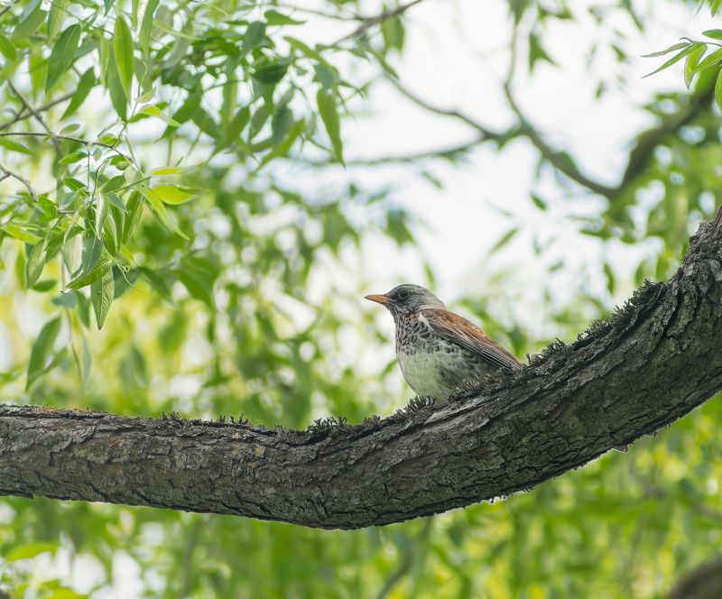 птичка греется на солнце photo preview