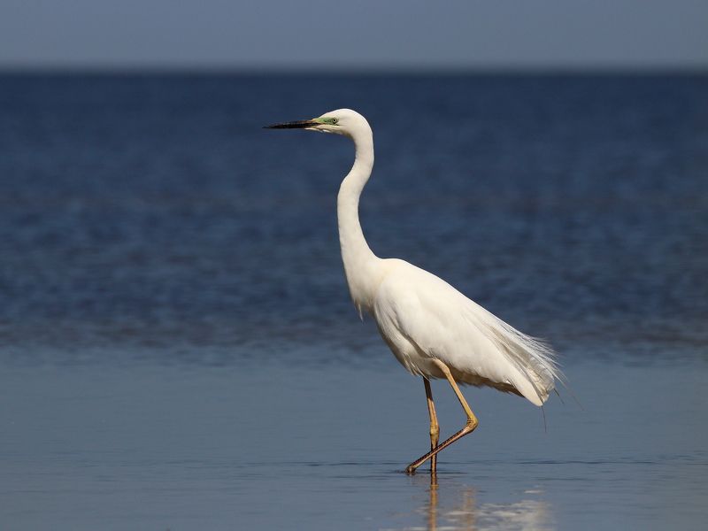 большая белая цапля, цапля, ardea alba, great egret, куршский залив Принцессаphoto preview