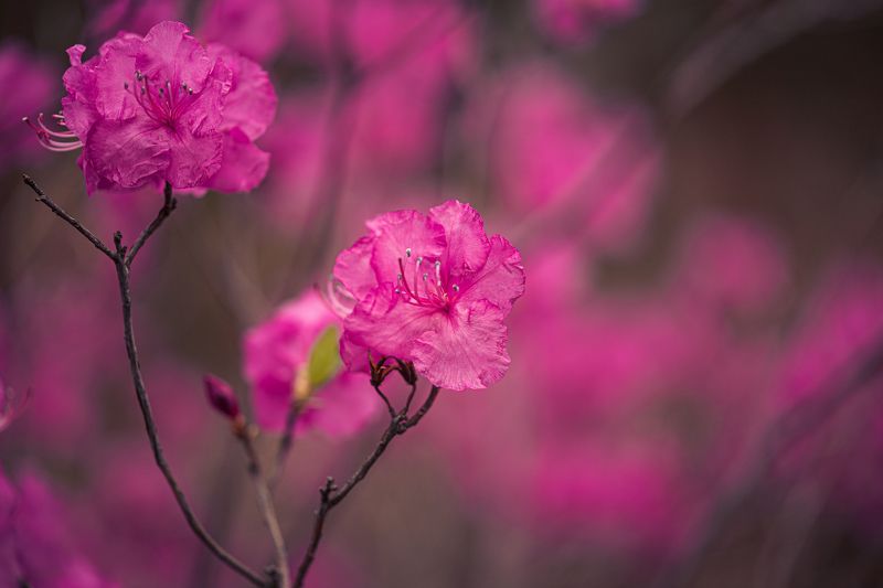 рододендрон, цветение Рододендронphoto preview
