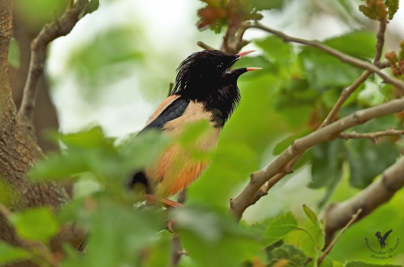 розовый скворец. В листве.photo preview