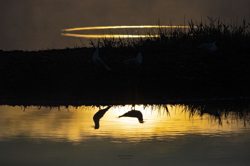 mirror, seagull, black-headed seagull, birds, nature, sunrise, dawn, nature photography, bird photography, animal photography, beautiful photography, mirrorphoto preview