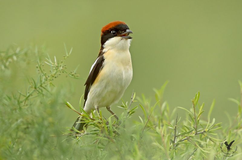 красноголовый сорокопут. Красноголовый солист.photo preview