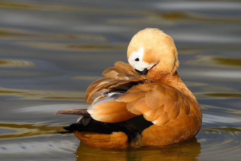 #огарь #shelduck Огарьphoto preview