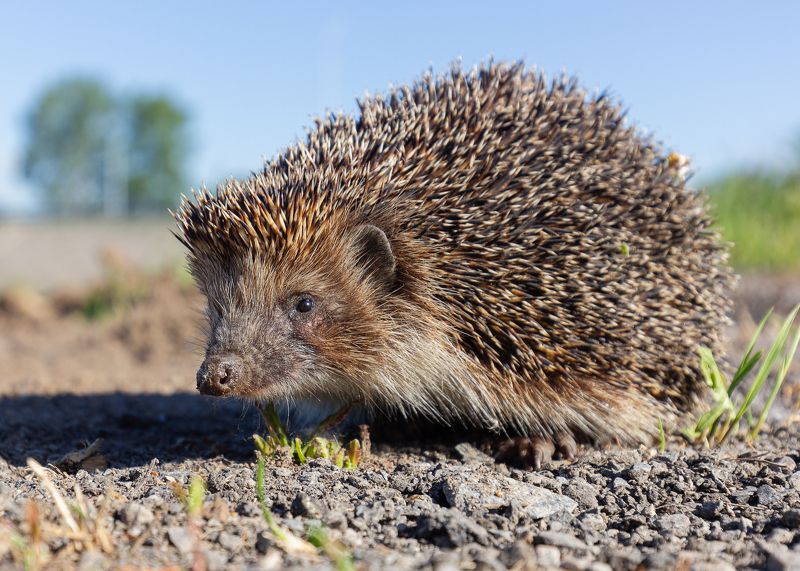 Ёжикphoto preview