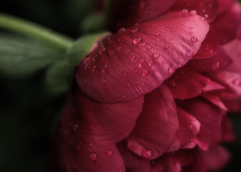 пион, цветы, peony, flower photo preview