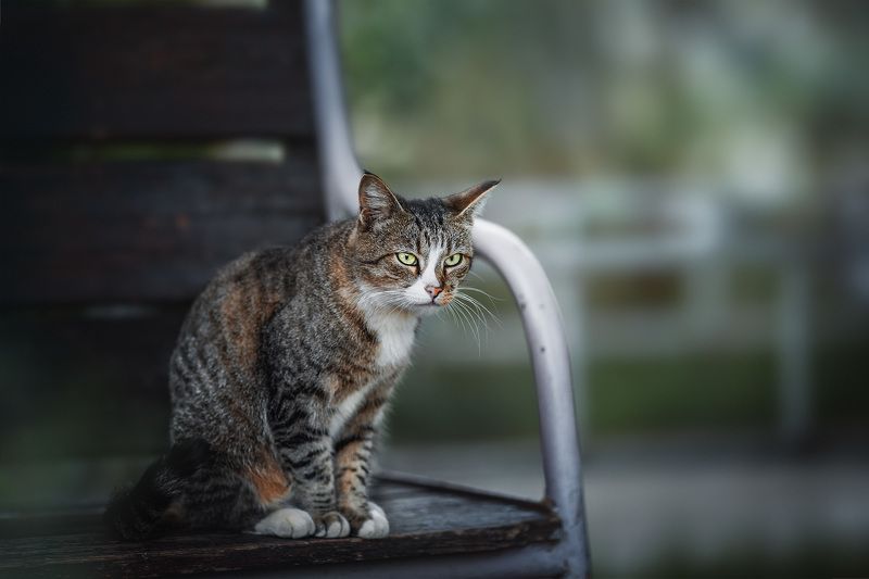 Недовольная морда :)photo preview