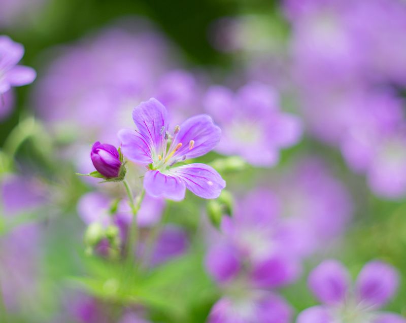 Нежностьphoto preview