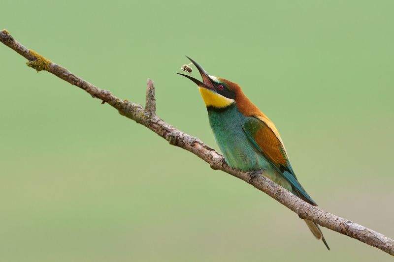 Birds in Czech republicphoto preview