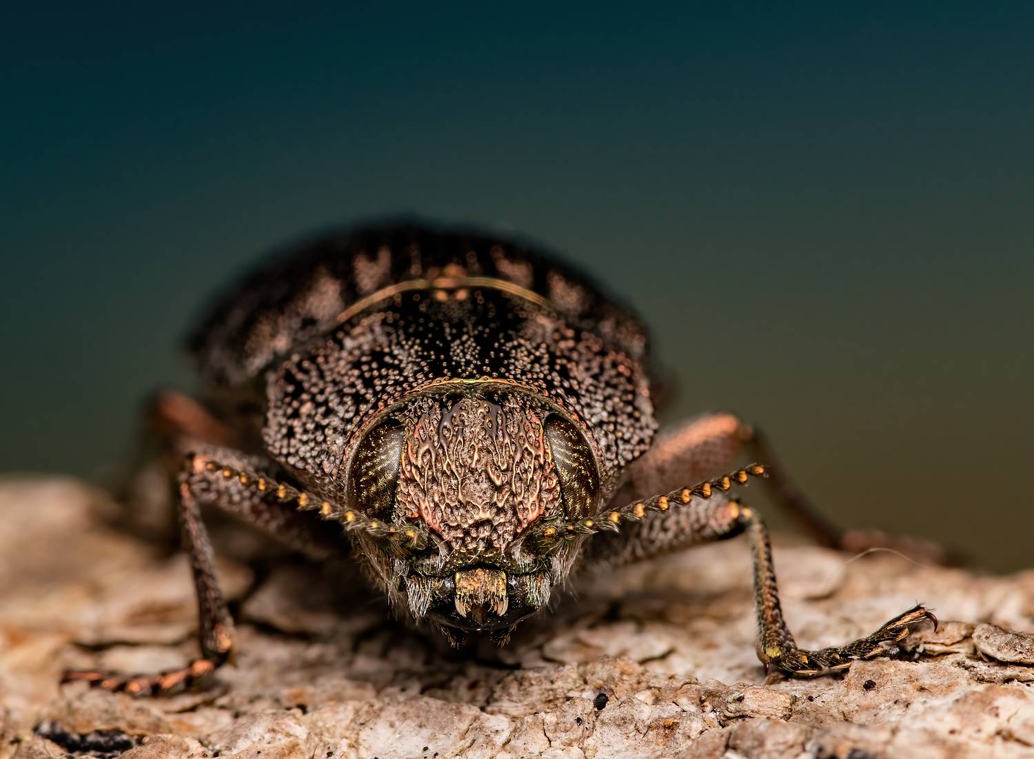 coleoptera, insect, insectmacro, insectlovers, macrophoto, macrophotography, enthomology, nature,  Stephane