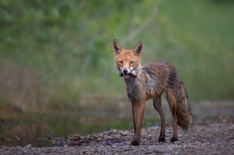 лиса , охотница, живая природа К лисятам с добычейphoto preview