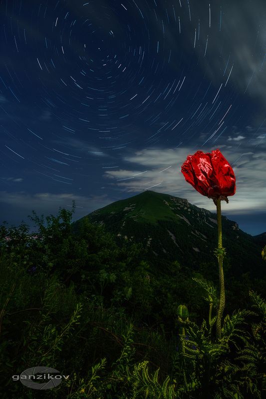 Россия, Кавказ, Ставрополье, КМВ, Пятигорск, цветы, мак, ночь, звезды, лето, треки Реликтовый макphoto preview