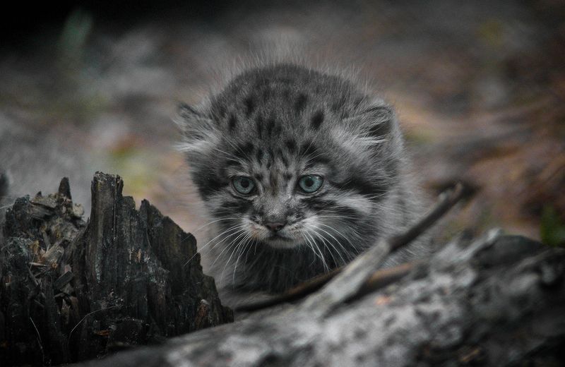 Манулphoto preview