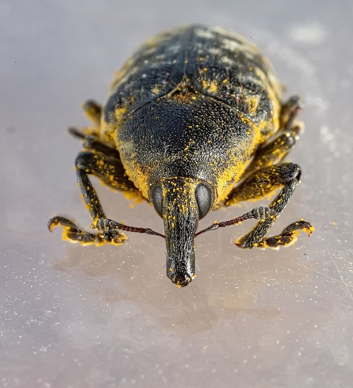 насекомые, жуки, долгоносик, страна чужих, макро Портрет долгоносикаphoto preview