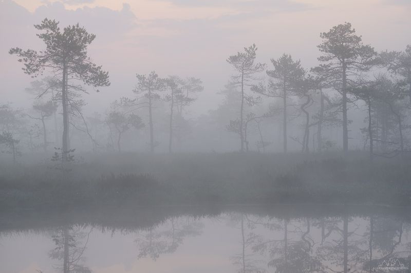 Туман, рассвет, болото Утро на болотеphoto preview