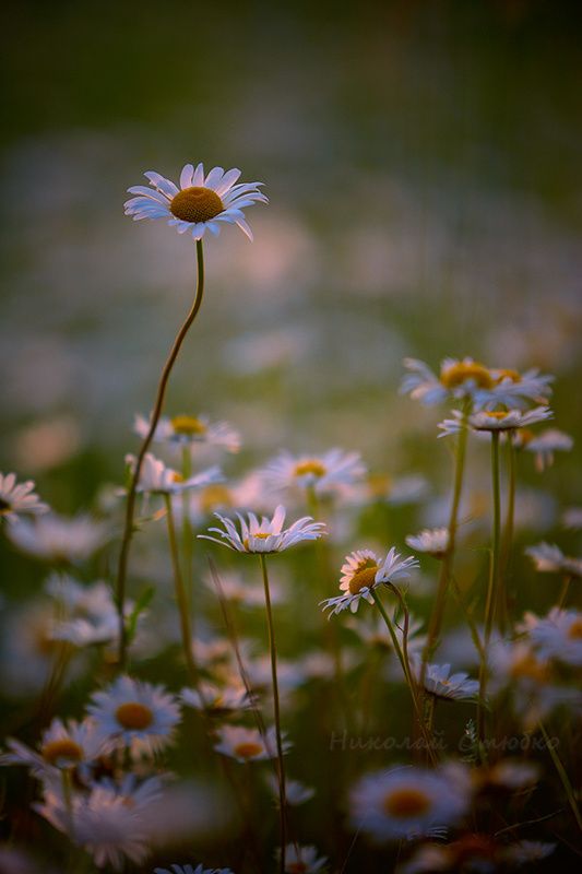 Ромашки фото превью