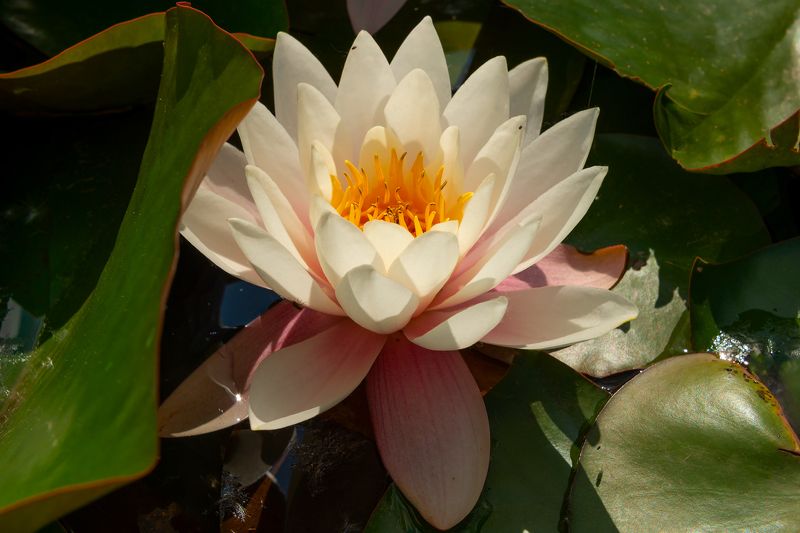 водяные лилии,нимфеи,кувшинки,лето,макро Водяные лилииphoto preview