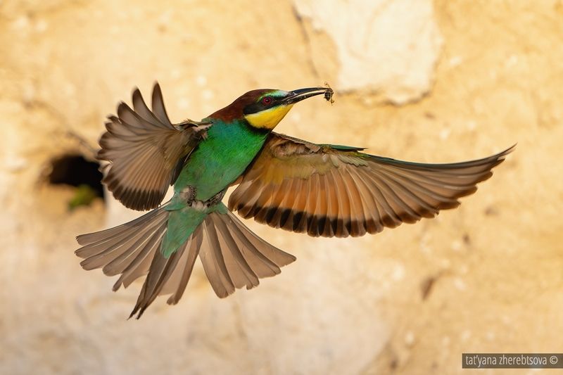 Золотистая щуркаphoto preview