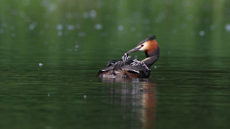 чомга, большая поганка, podieps cristatus, great crested grebe Материнствоphoto preview