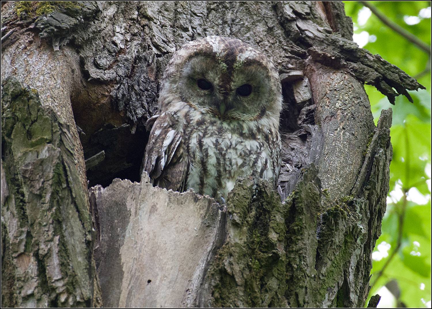 москва, май, парк, серая неясыть, АНАТОЛИЙ ДОВЫДЕНКО