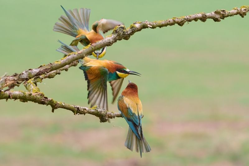 bird, birds, Familyphoto preview