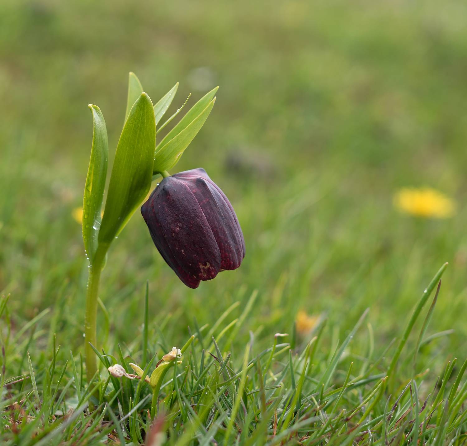 , Куликова Ирина