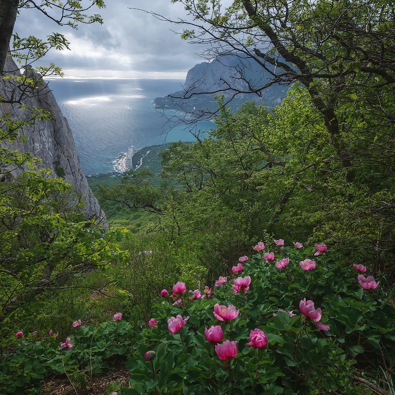 крым, горы, весна,цветы. Пионы Деликли-Бурун. фото превью