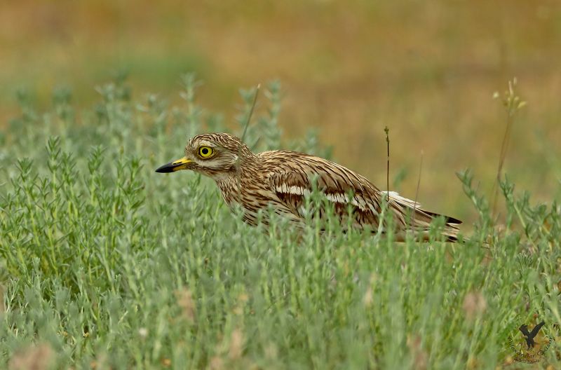 авдотка. Игра в прятки.photo preview