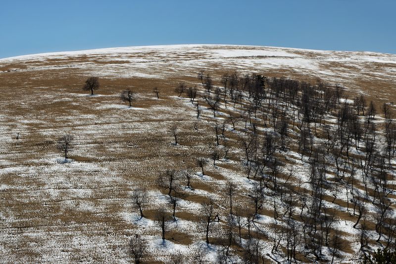 склон, дерево, снег, небо Множество одиночеств фото превью