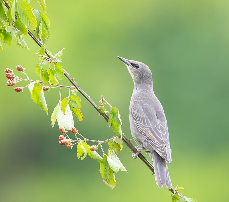 european starling, обыкновенный скворец, скворец Juvenile, European Starling -Обыкновенный скворецphoto preview