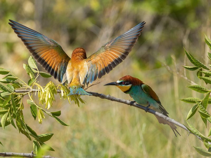 щурка, птицы, пернатые Золотистые щуркиphoto preview