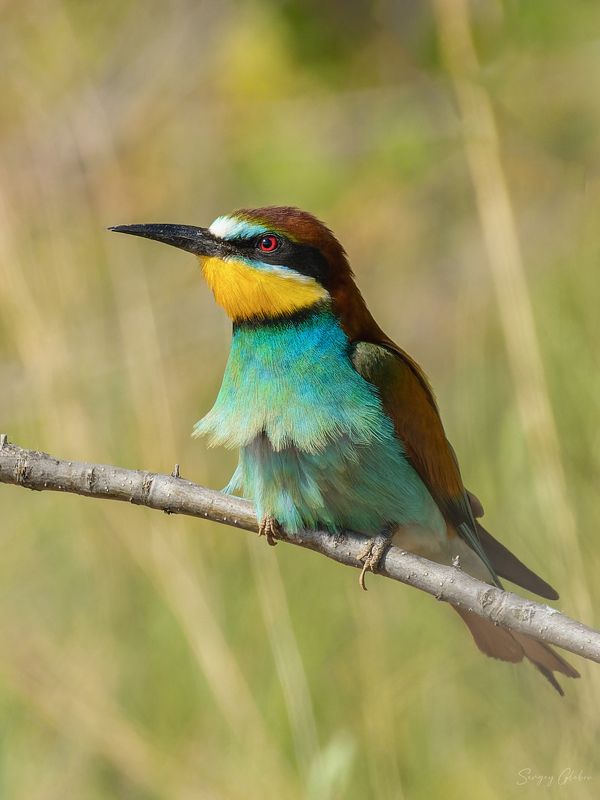 щурка, птицы, пернатые Золотистая щуркаphoto preview