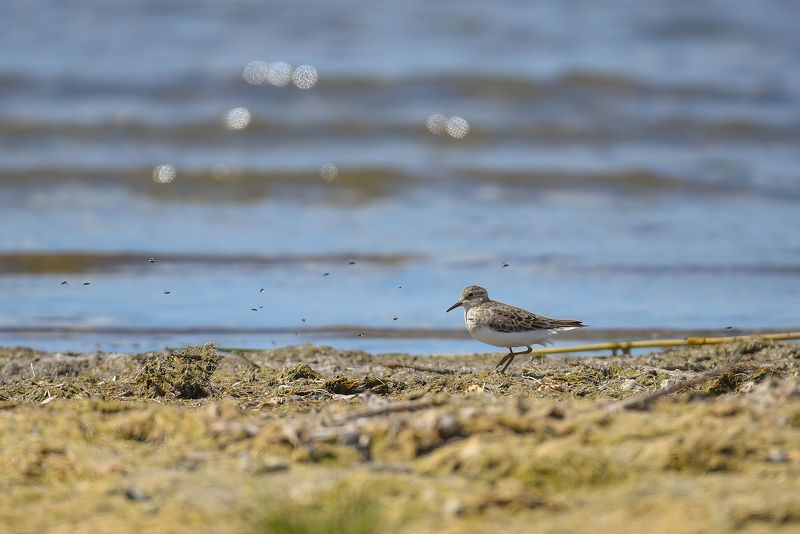 Песочник и назойливые мухиphoto preview