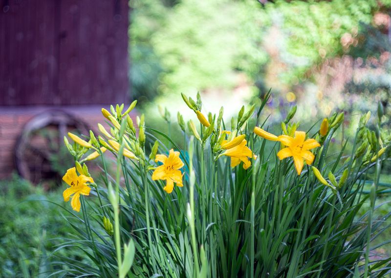 Утро на даче в июнеphoto preview