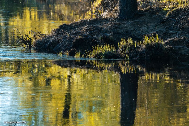 весна, май, разлив, первая зелень, лесная река, отражения, мещёра, рязанская область. Про магию отраженийphoto preview