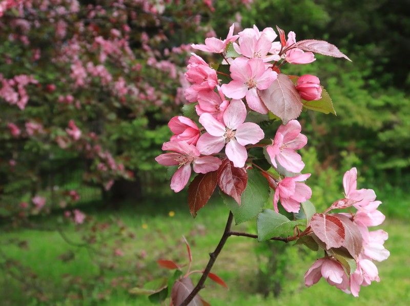 весна,растения,цветы,яблоня Розовая весна фото превью