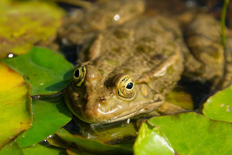 лягушки,животные,макро Лягушки, физиогномика :)photo preview